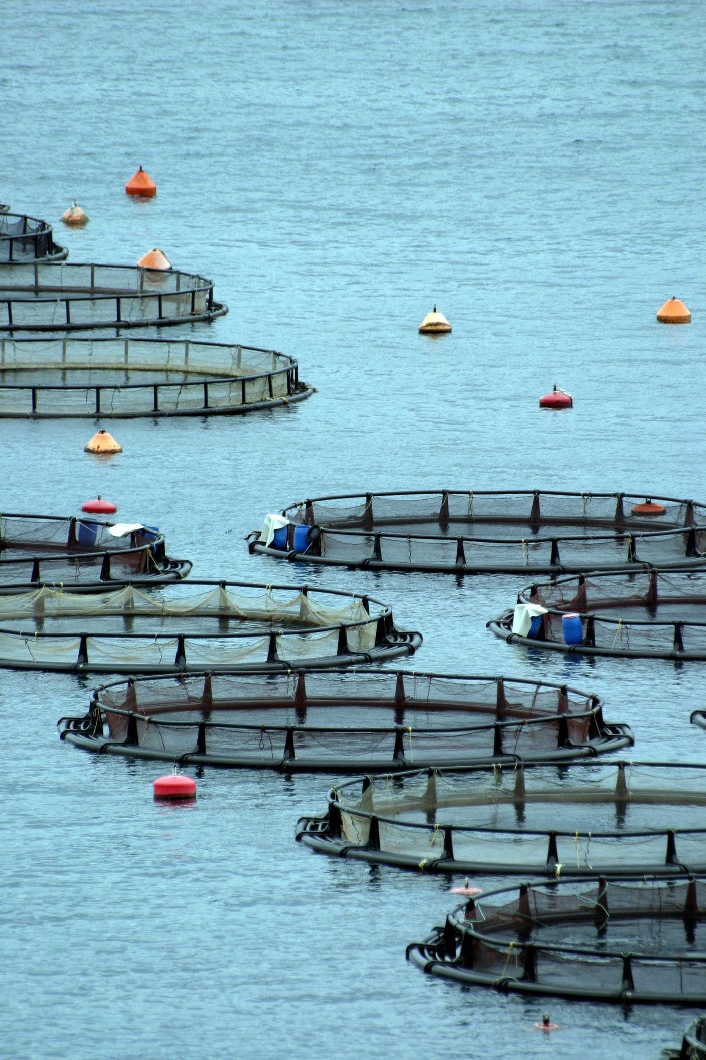 Circular fish farm cages arranged in open water off a rocky coast